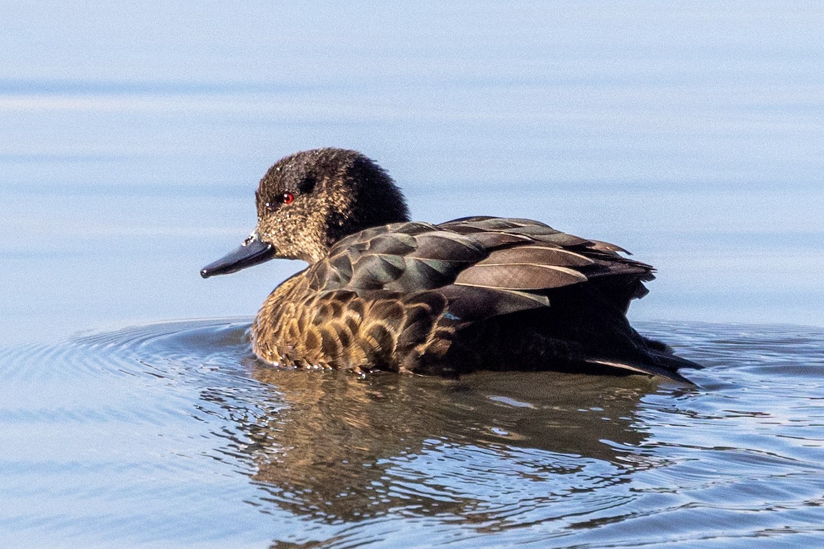 Chestnut Teal - ML622058096