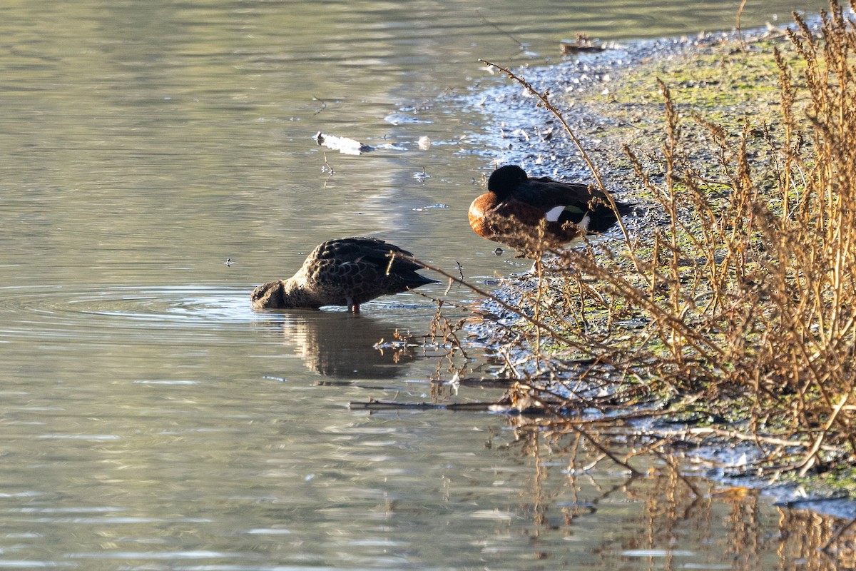 Chestnut Teal - ML622058097