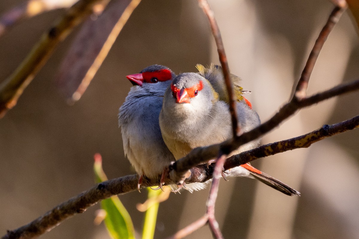 Red-browed Firetail - ML622058098