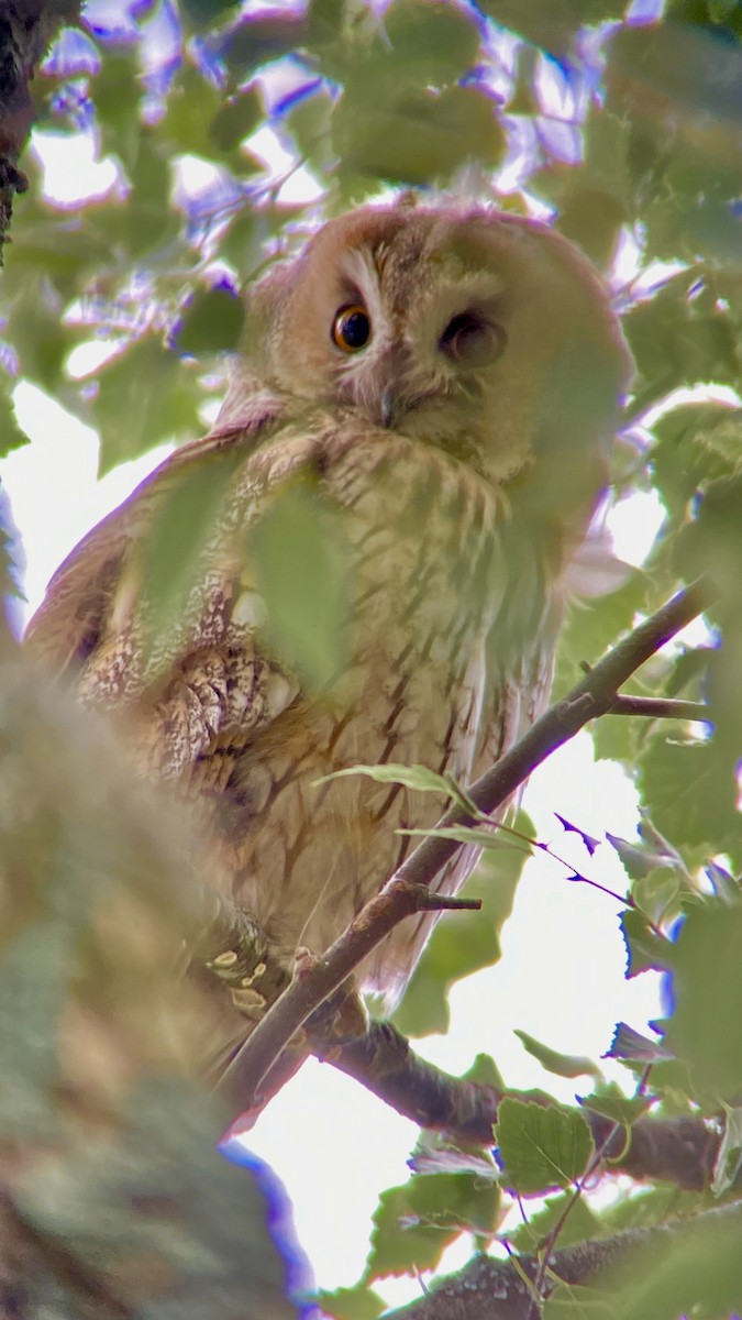 Long-eared Owl - ML622058099