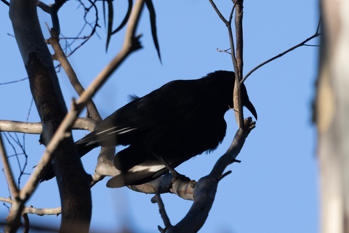 White-winged Chough - ML622058101