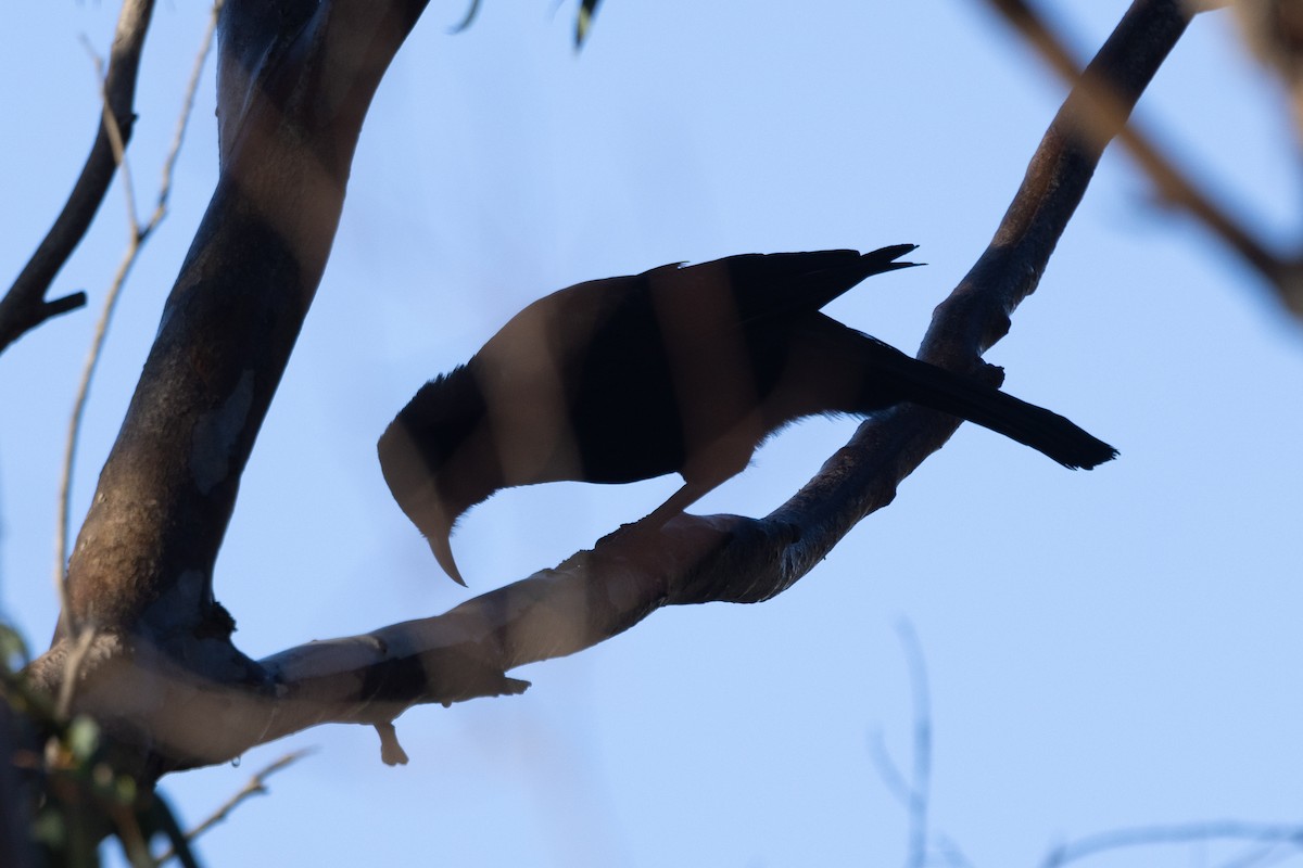 White-winged Chough - ML622058102