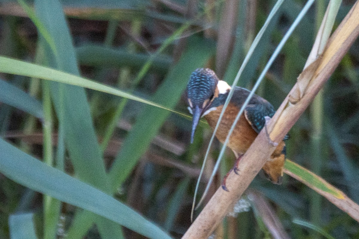 Common Kingfisher - ML622058103