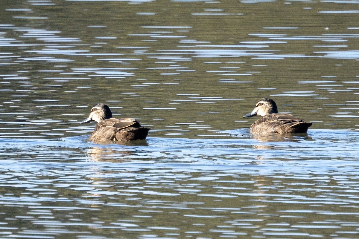 Canard à sourcils - ML622058104