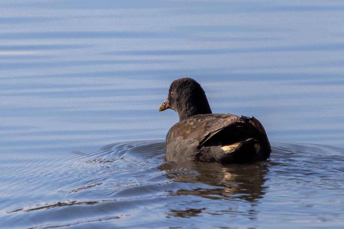 Dusky Moorhen - ML622058105