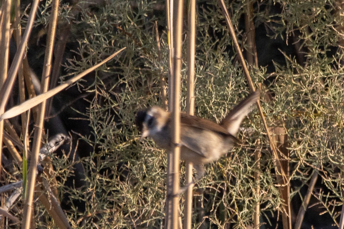 Moustached Warbler - YILMAZ TANIYICI