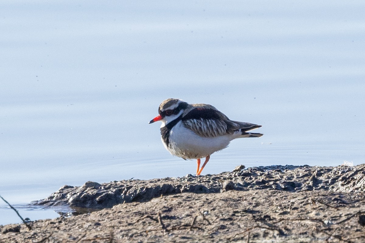 Black-fronted Dotterel - Richard and Margaret Alcorn