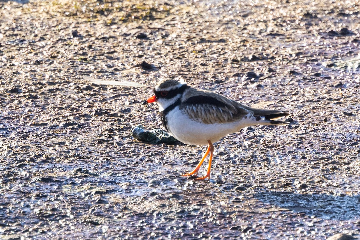 Black-fronted Dotterel - Richard and Margaret Alcorn