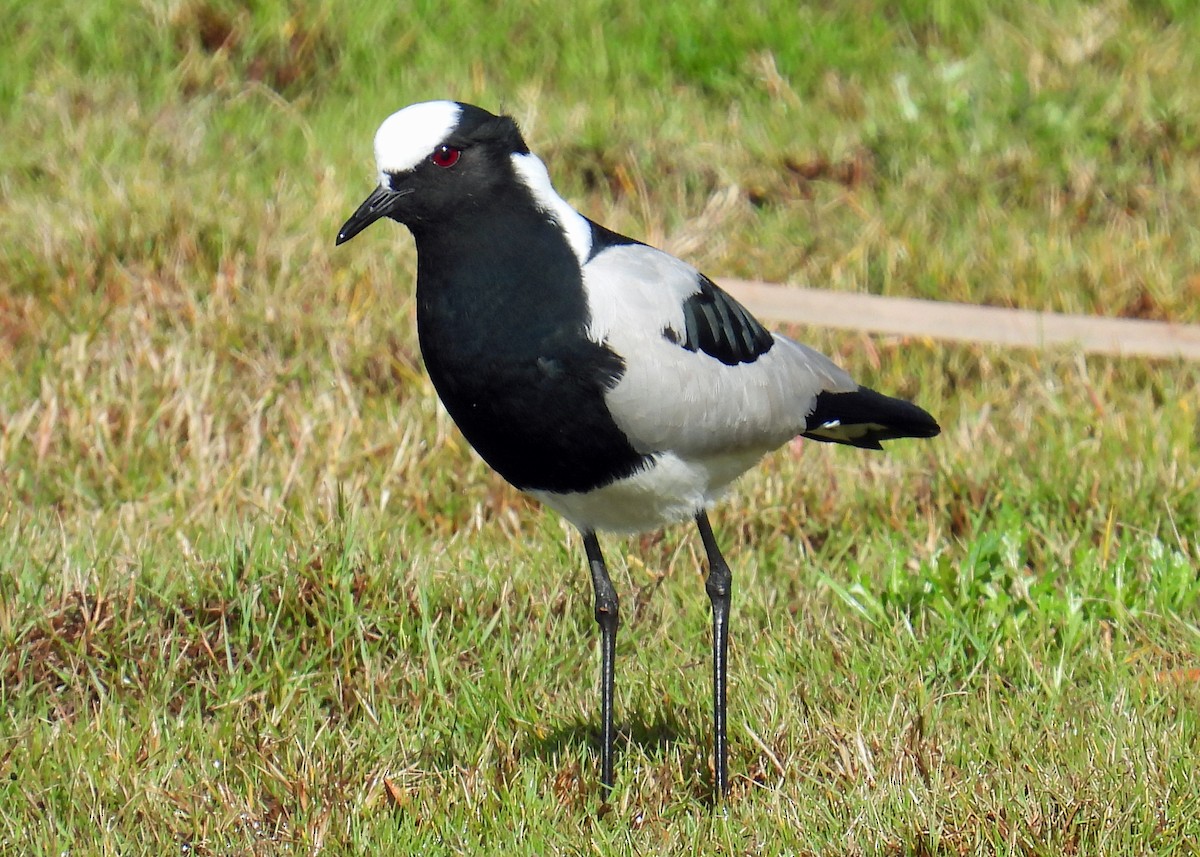 Blacksmith Lapwing - ML622058109