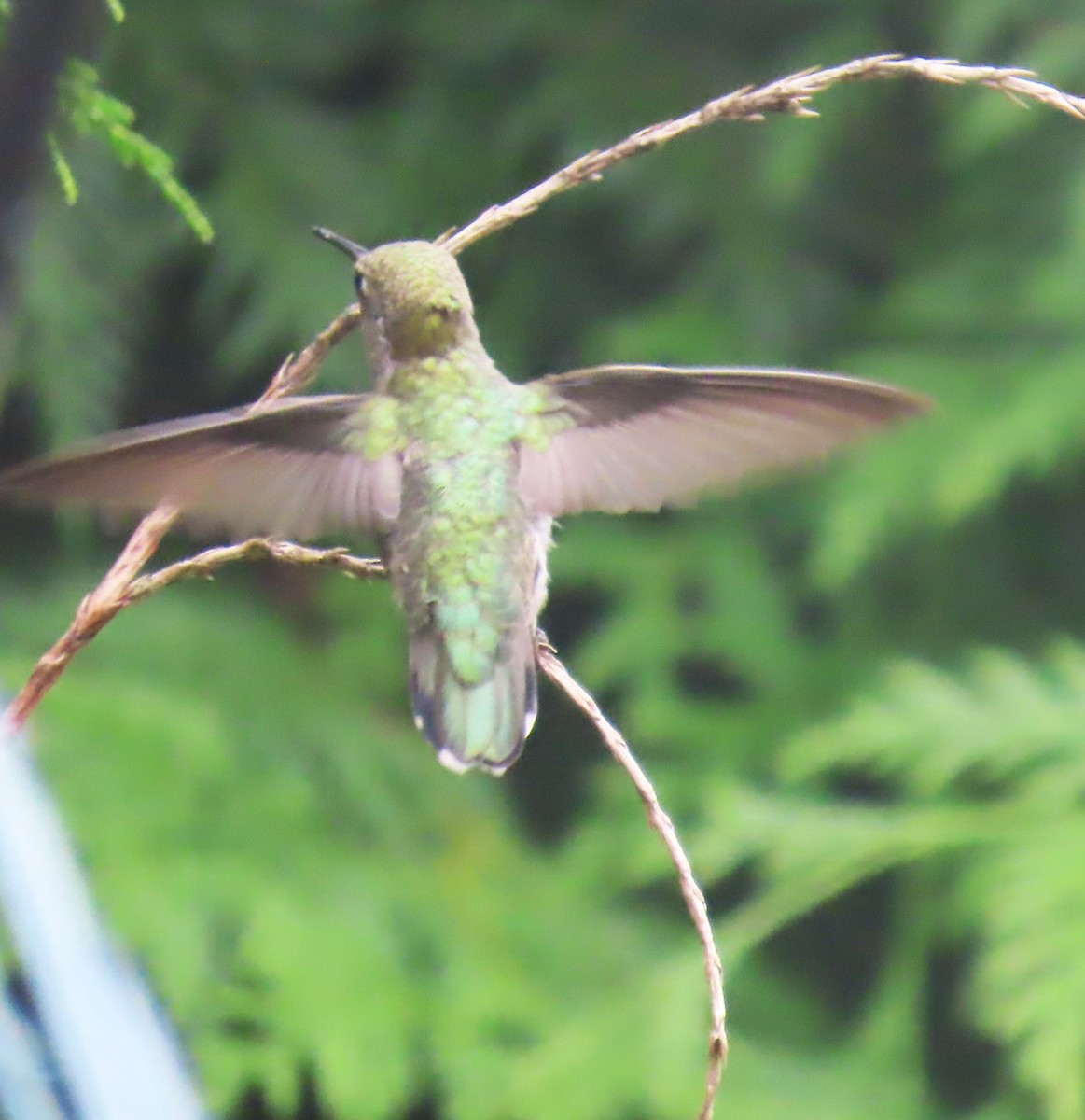 Anna's Hummingbird - ML622058110