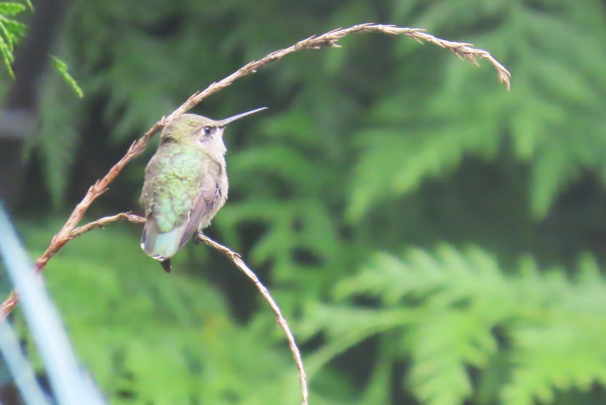 Anna's Hummingbird - ML622058111