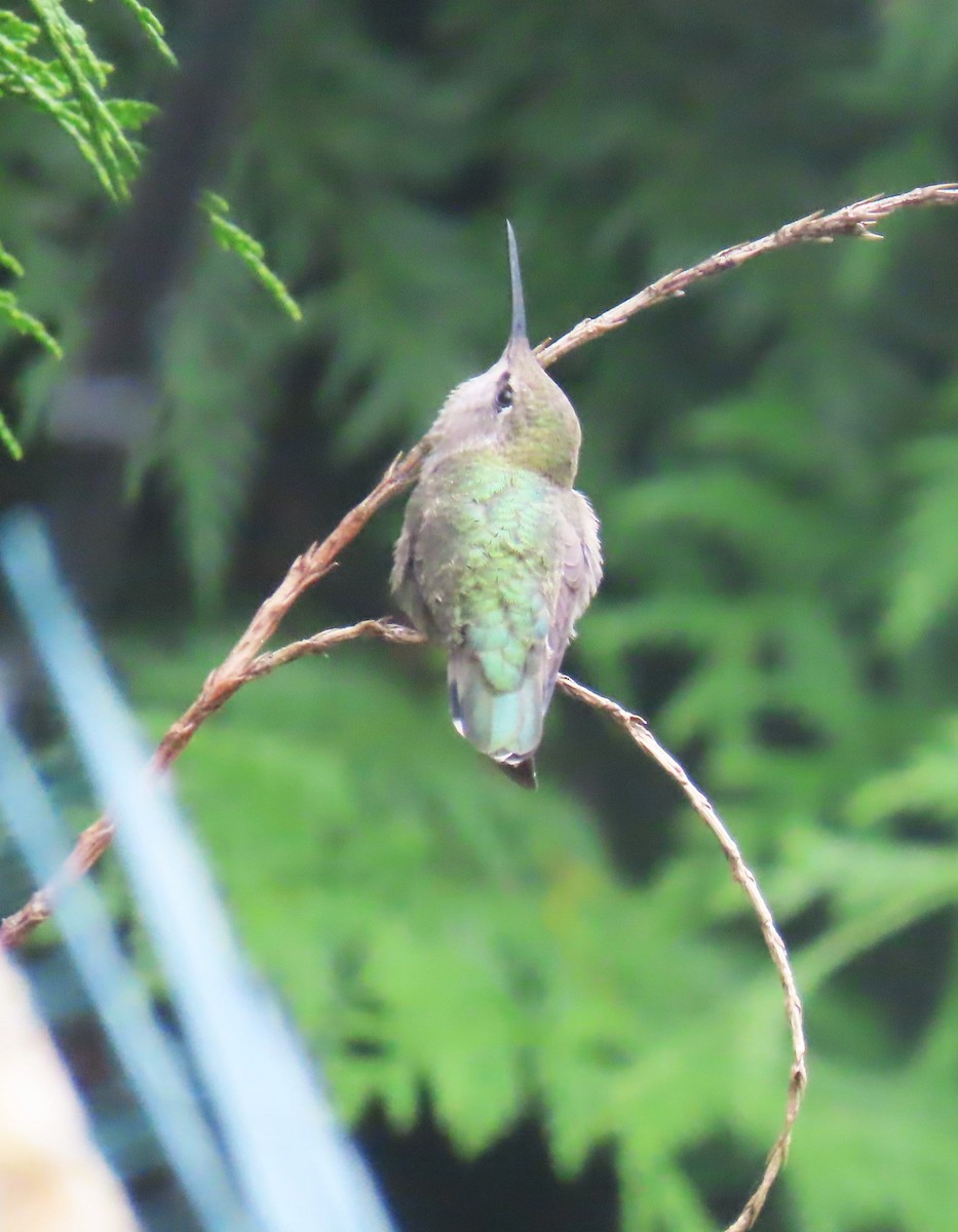 Anna's Hummingbird - ML622058112