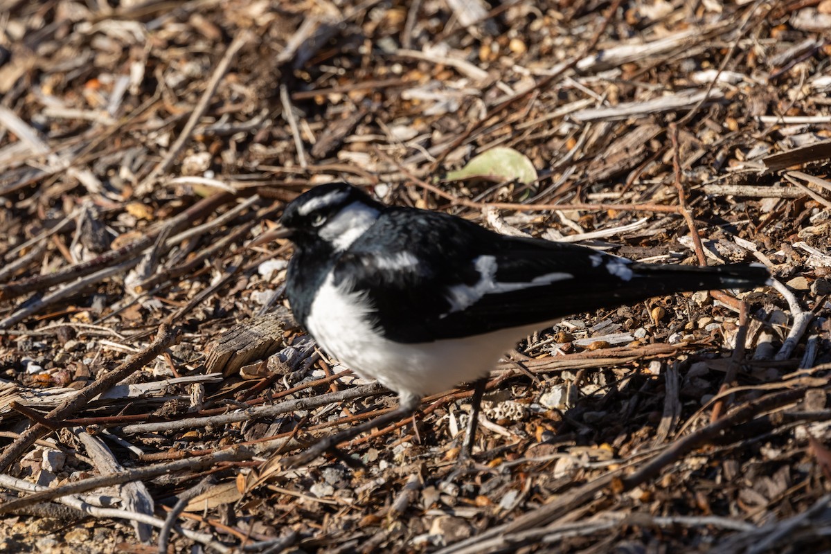 Magpie-lark - ML622058113