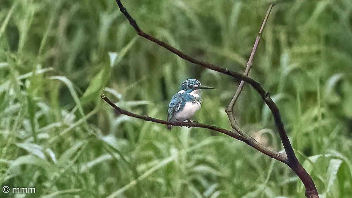 Small Blue Kingfisher - ML622058114