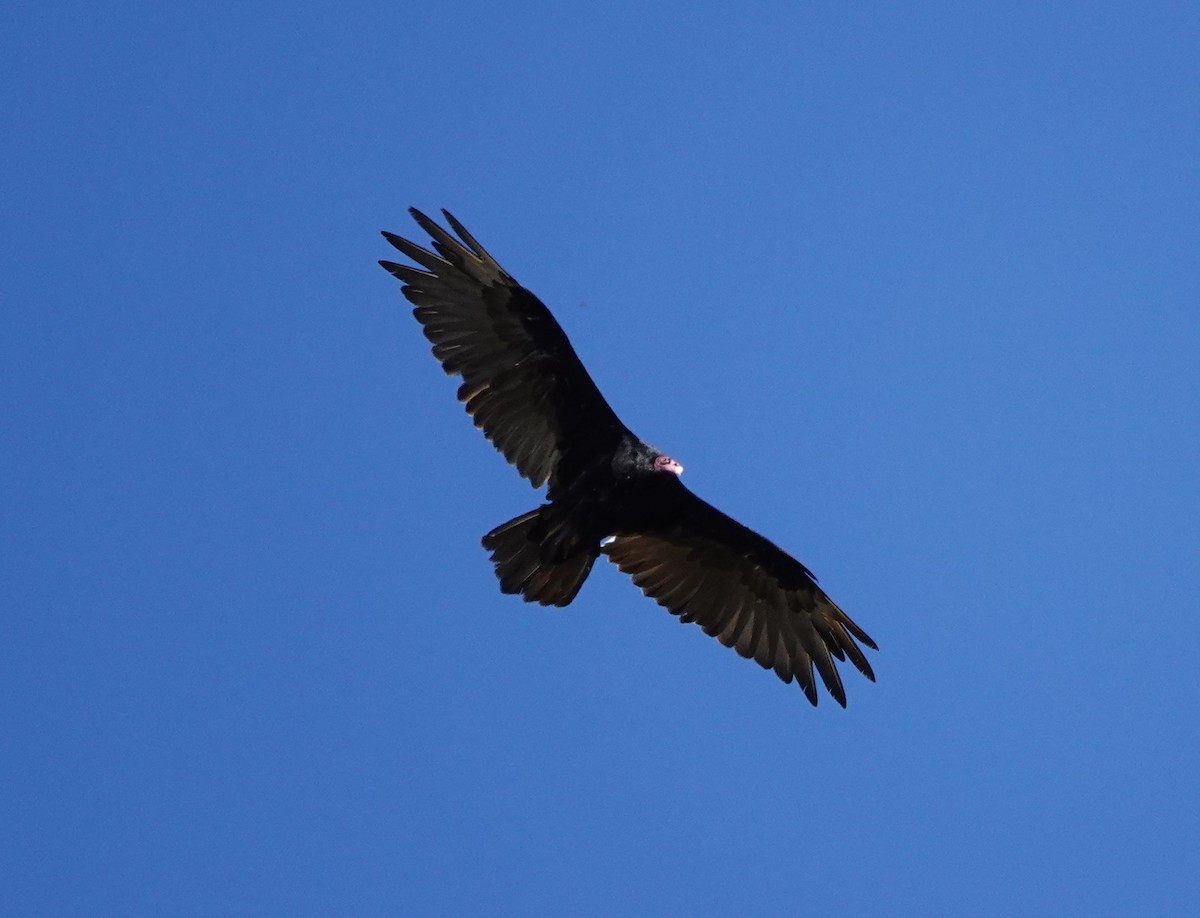 Turkey Vulture - ML622058115