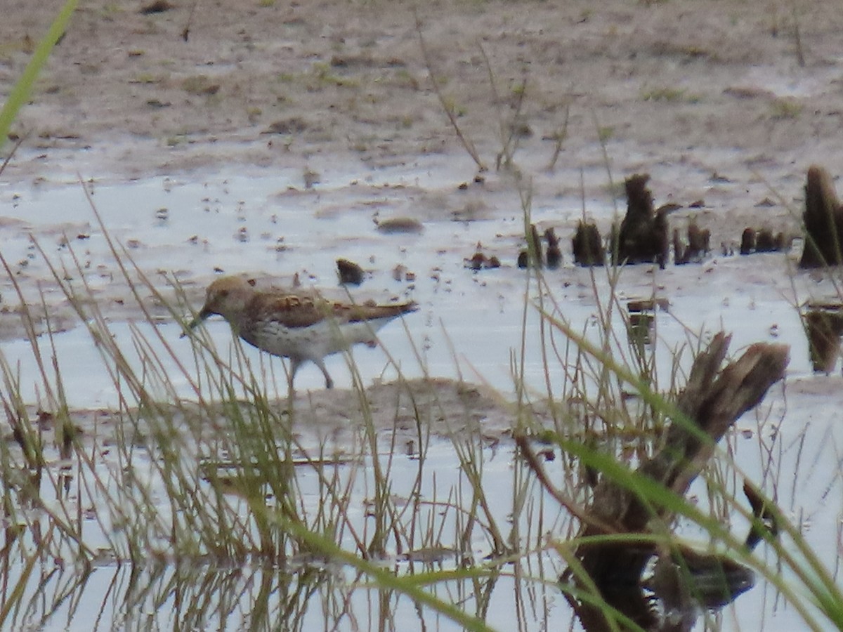 Western Sandpiper - ML622058116