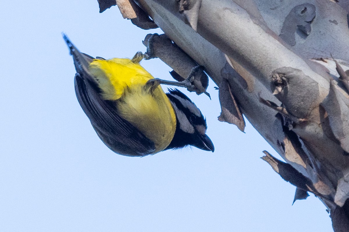 Eastern Shrike-tit - ML622058117