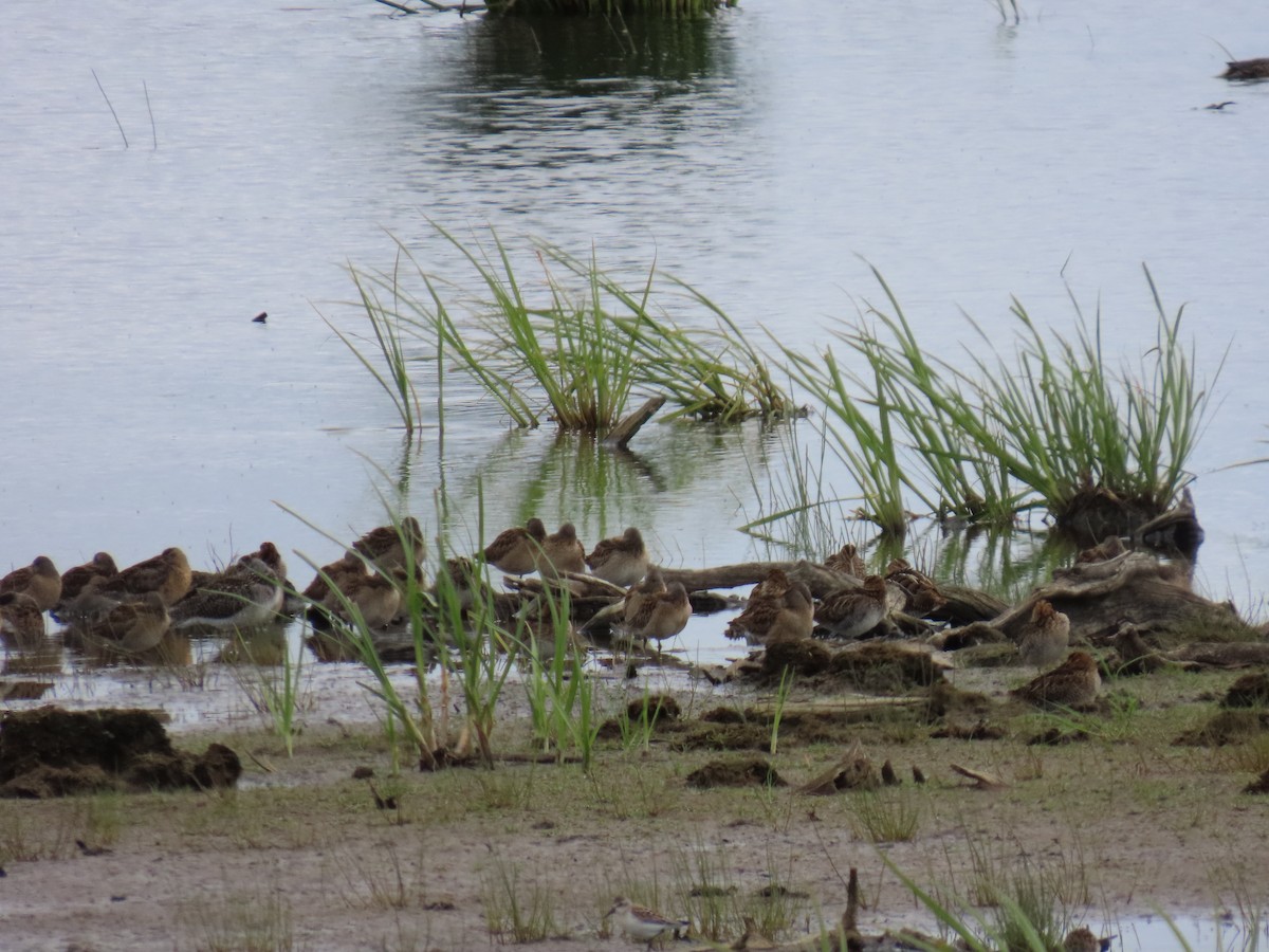 Short-billed Dowitcher - ML622058119