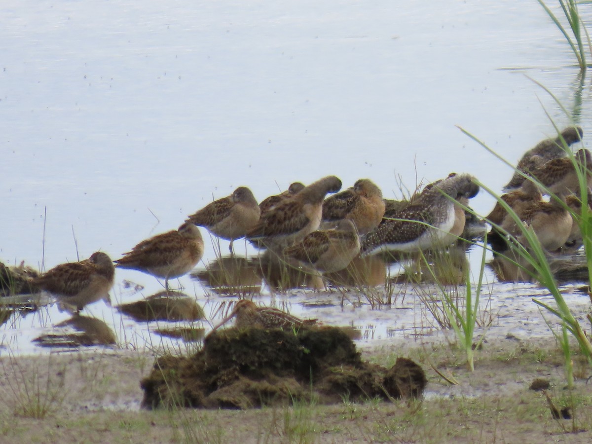 Short-billed Dowitcher - ML622058120