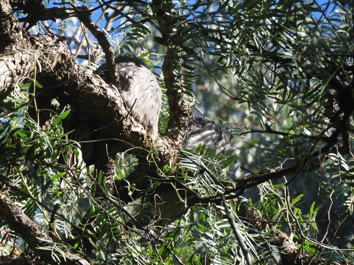 Tawny Frogmouth - ML622058121