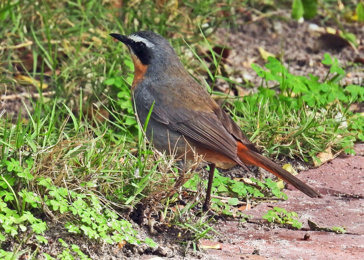 Cape Robin-Chat - ML622058122