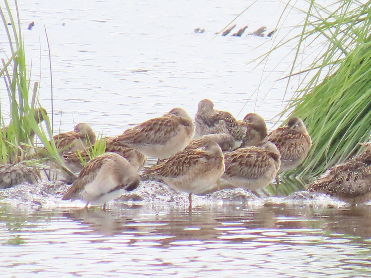 Short-billed Dowitcher - ML622058123