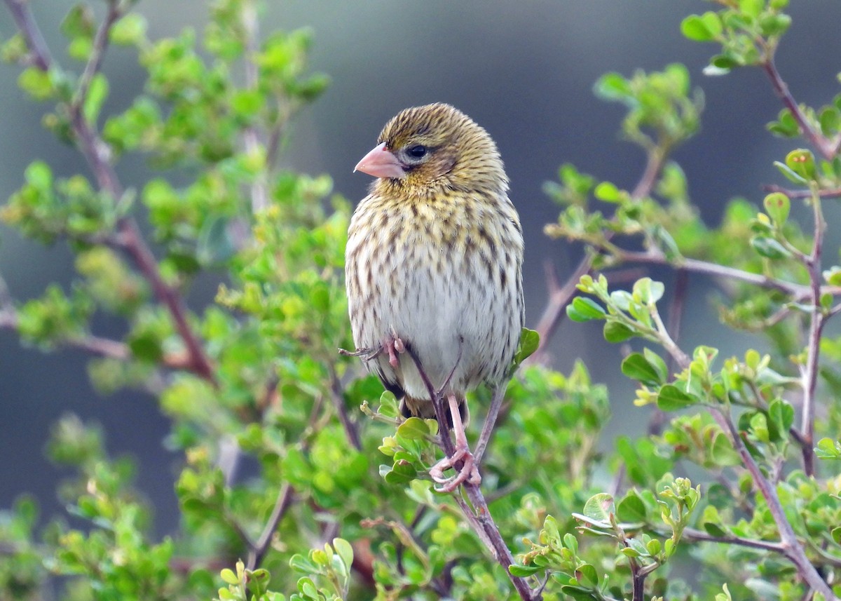 Serin du Cap - ML622058125