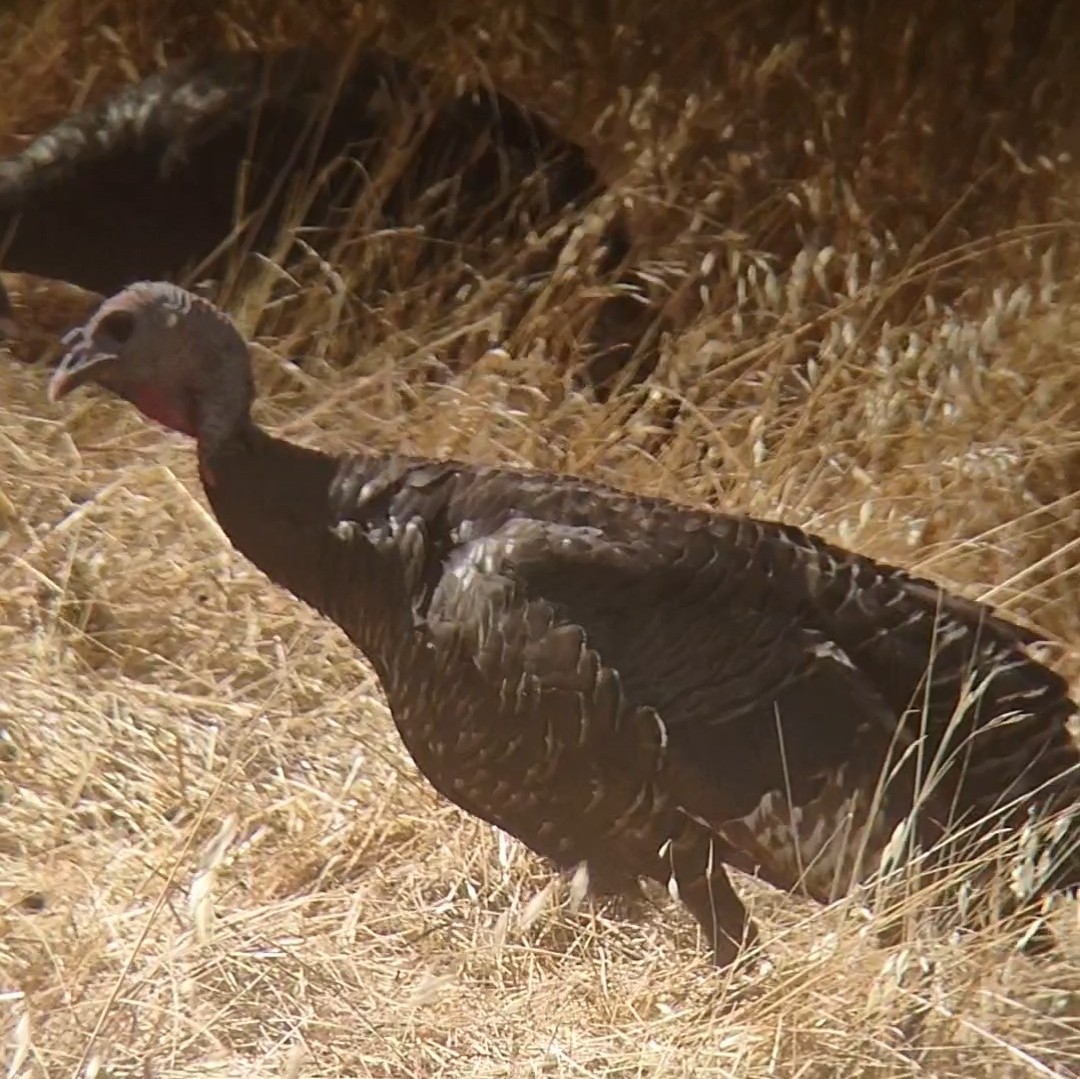 Wild Turkey - ML622058126