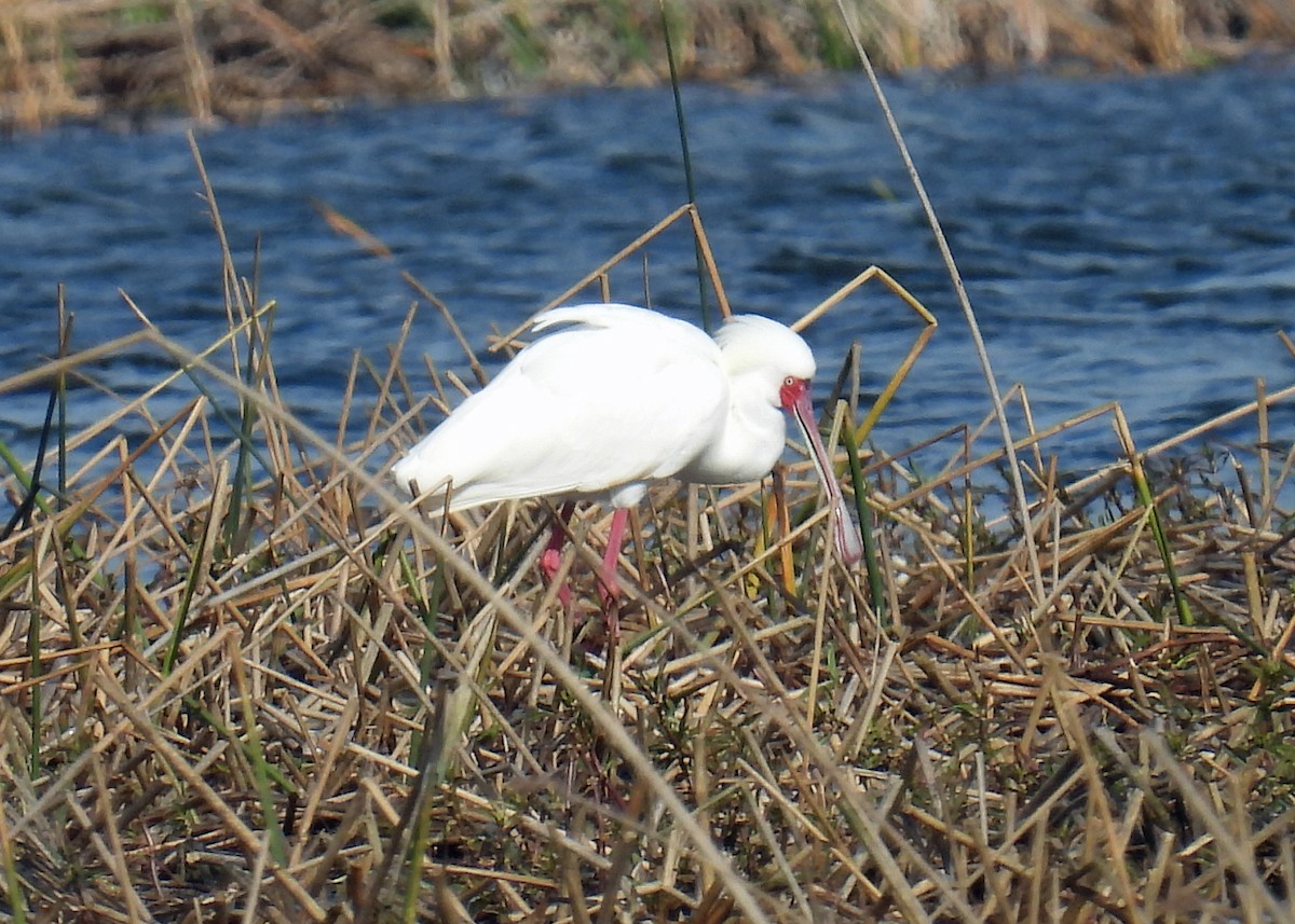 African Spoonbill - ML622058127