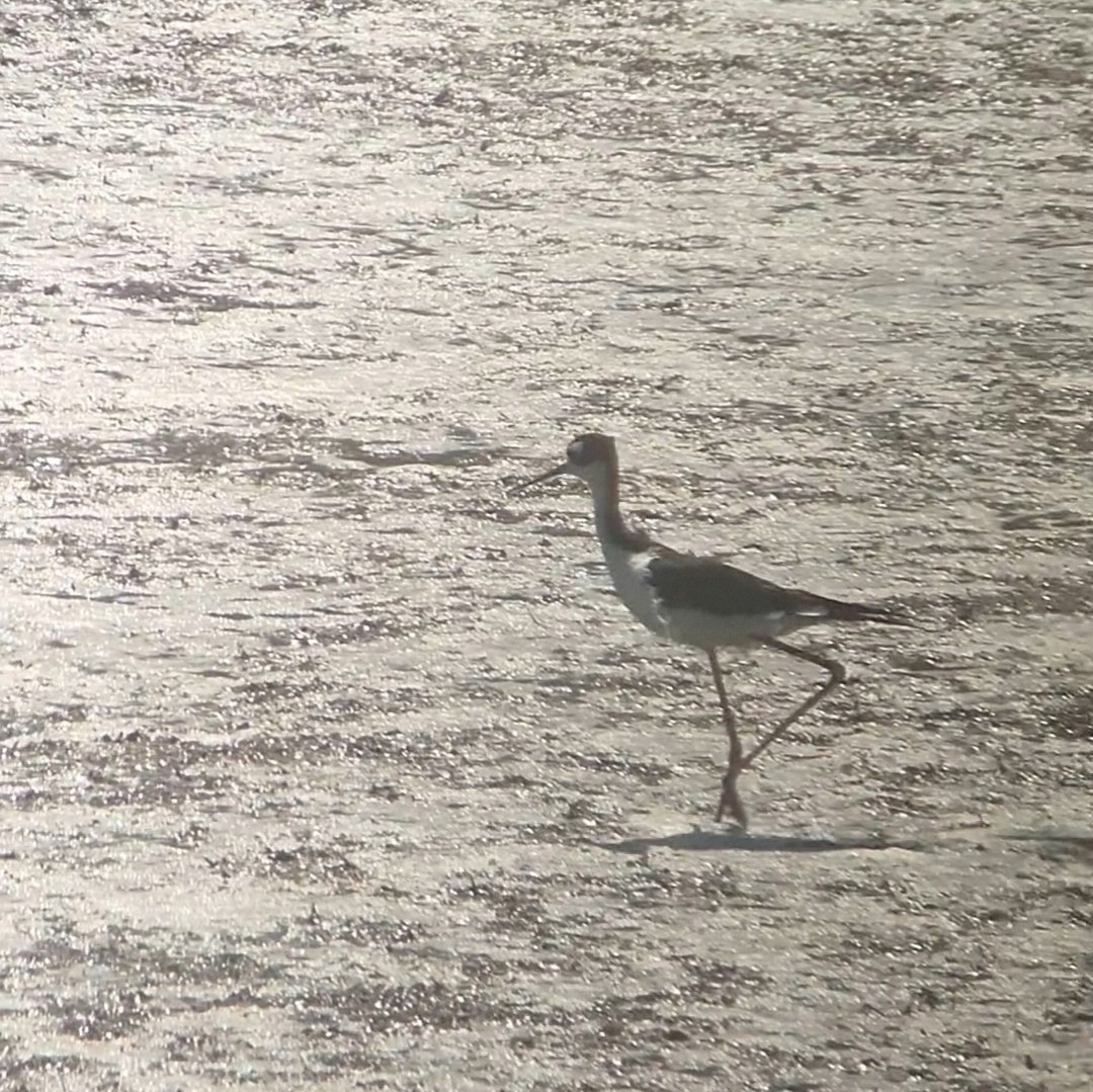 Black-necked Stilt (Black-necked) - ML622058128