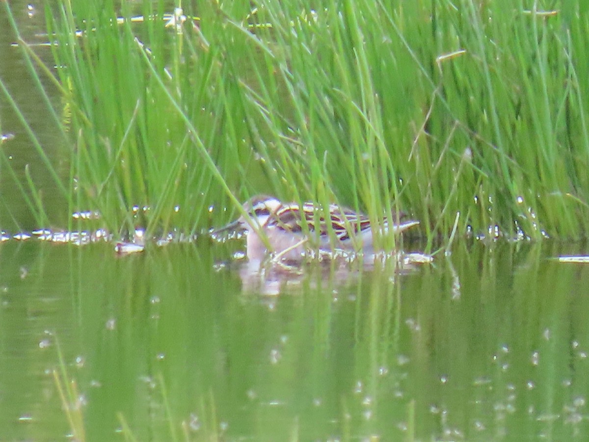 Red-necked Phalarope - ML622058129