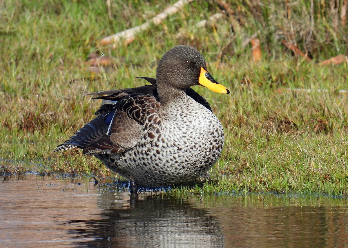 Yellow-billed Duck - ML622058130
