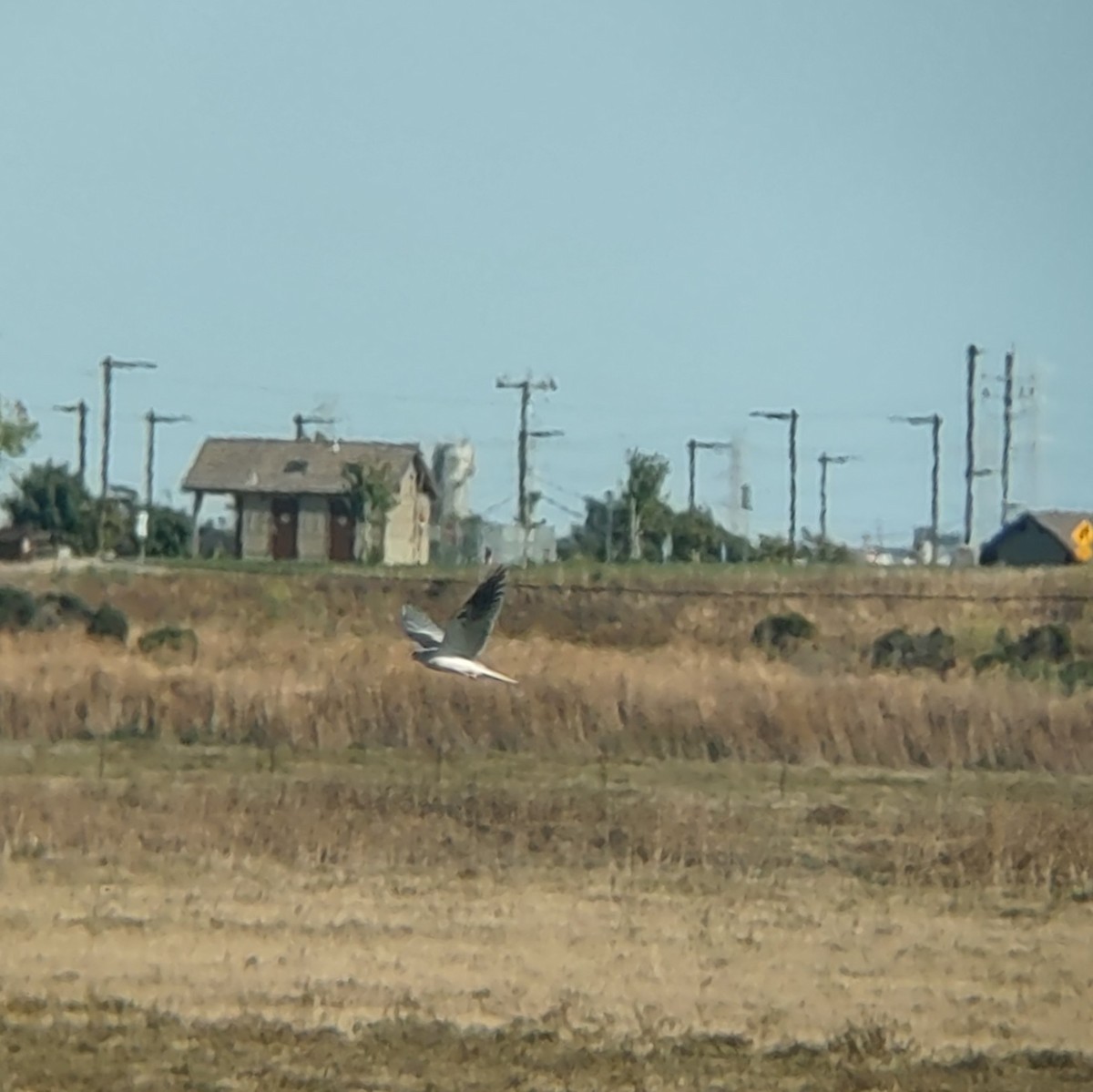 White-tailed Kite - ML622058133