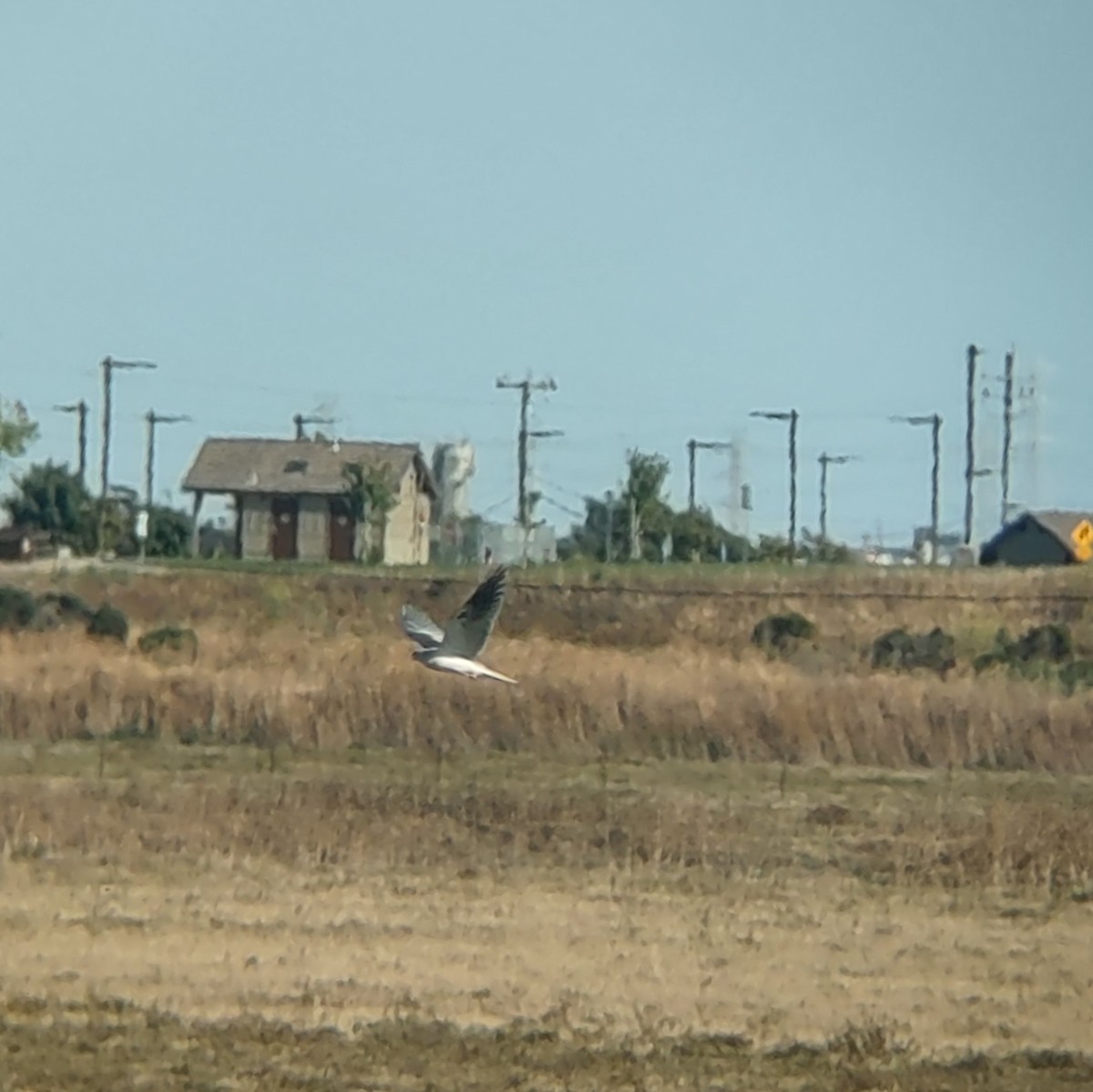 White-tailed Kite - Mike Kinberg