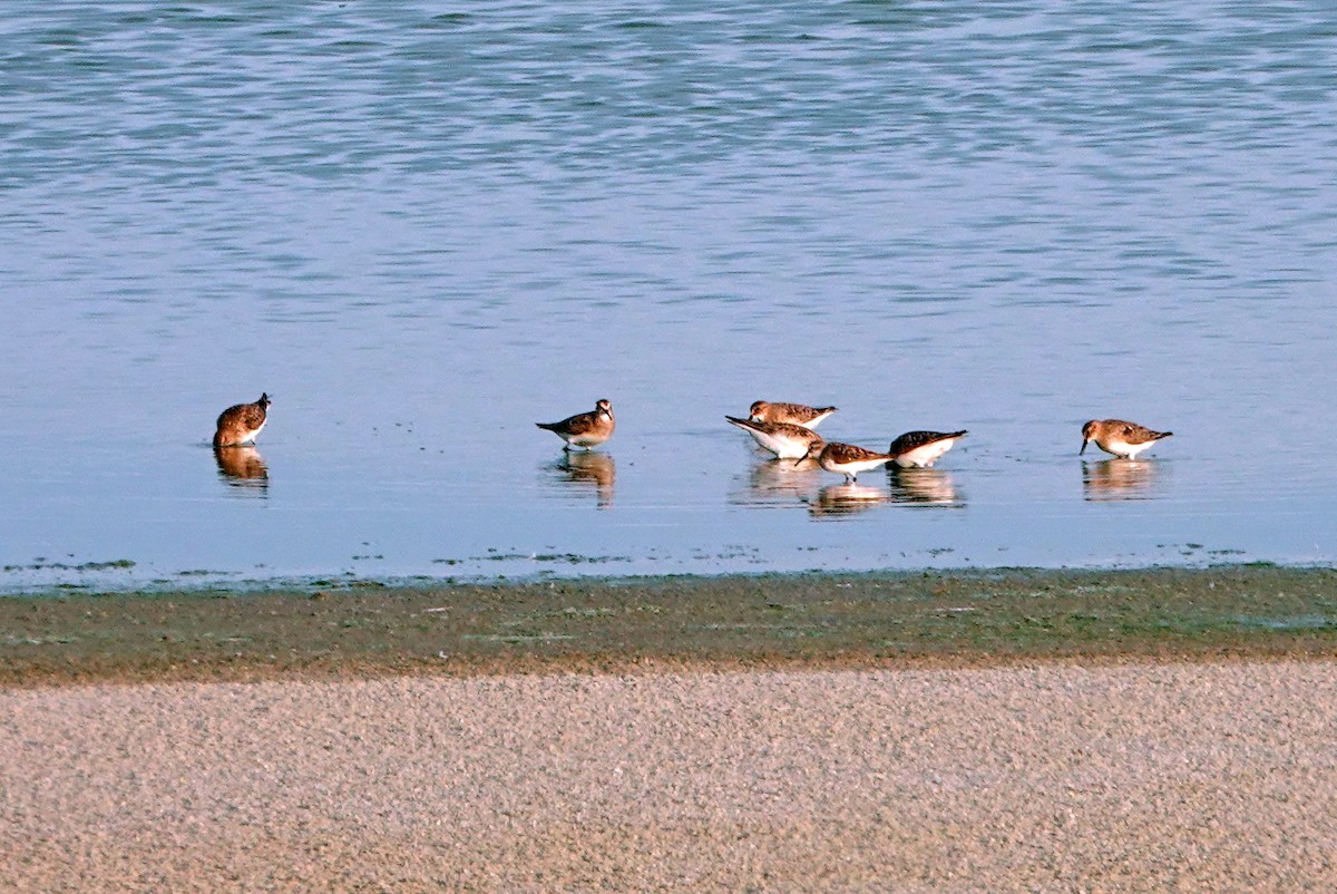 Baird's Sandpiper - ML622058135