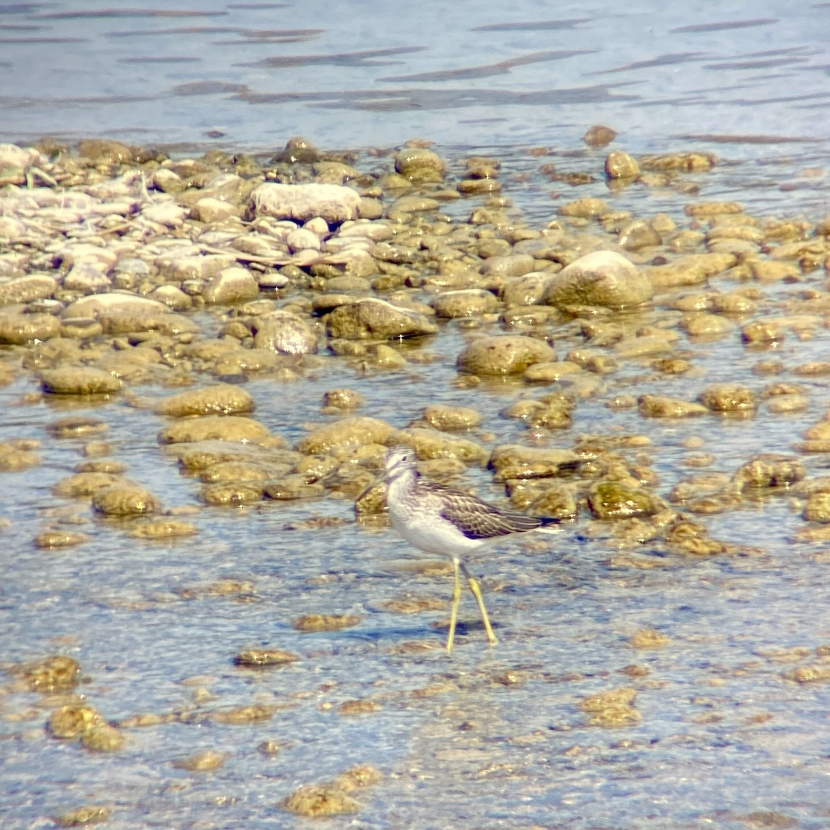 Common Greenshank - ML622058138