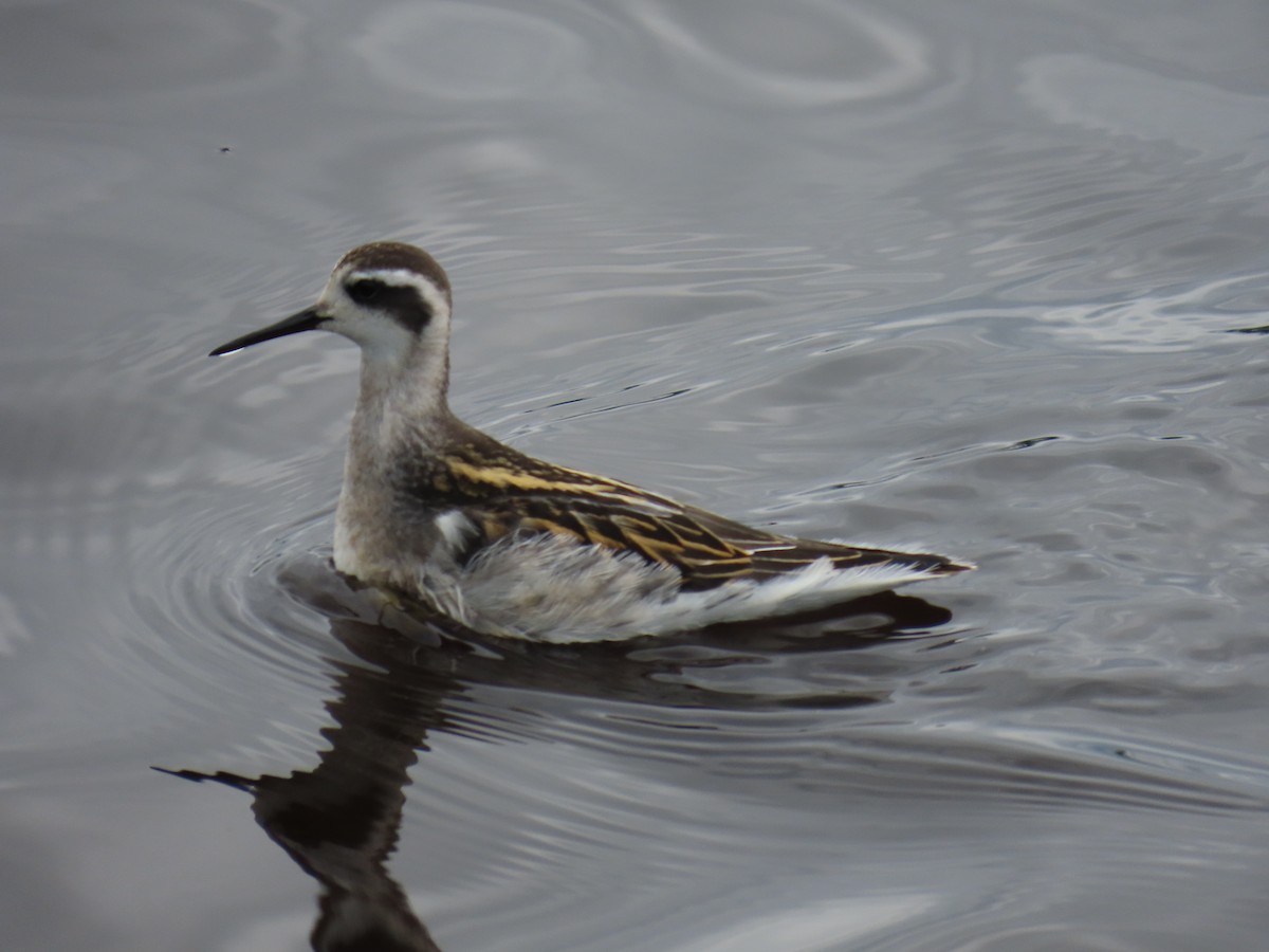 Red-necked Phalarope - ML622058146