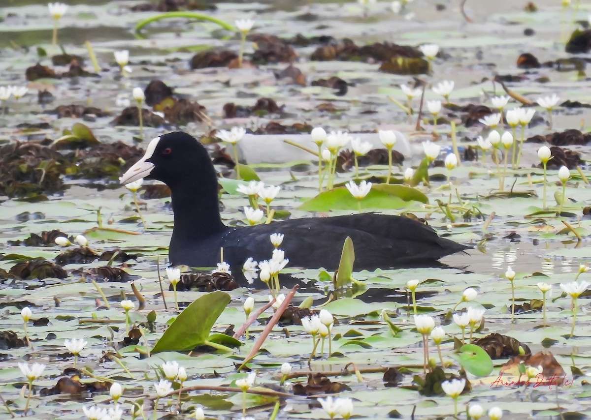 Eurasian Coot - ML622058147