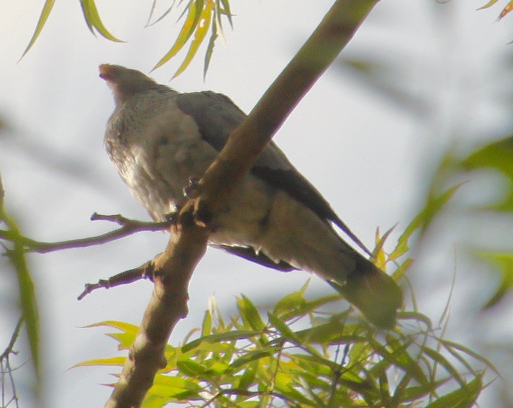 Topknot Pigeon - ML622058149