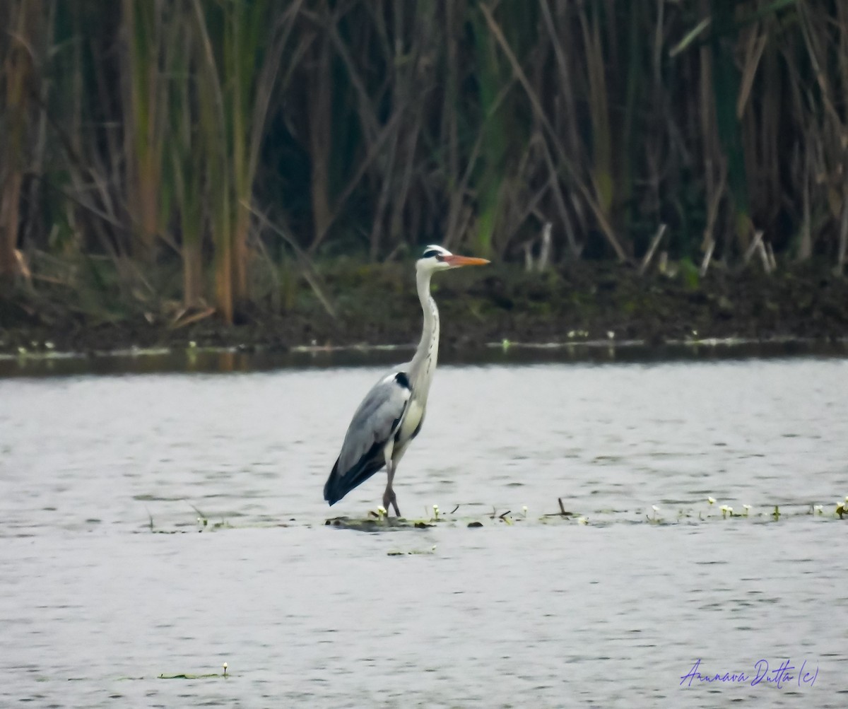 Gray Heron - ML622058150