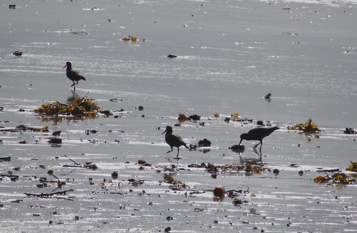 Sooty Oystercatcher - ML622058151