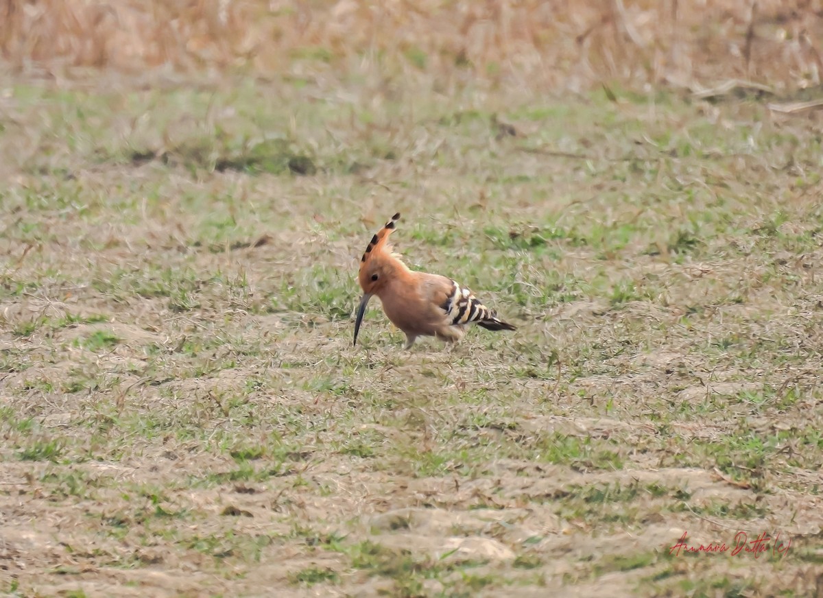 Eurasian Hoopoe - ML622058152