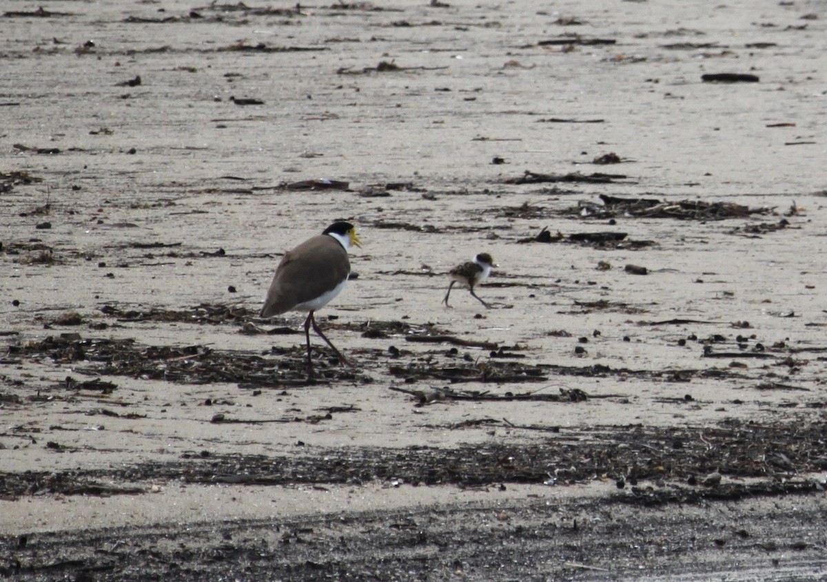 Masked Lapwing - ML622058153