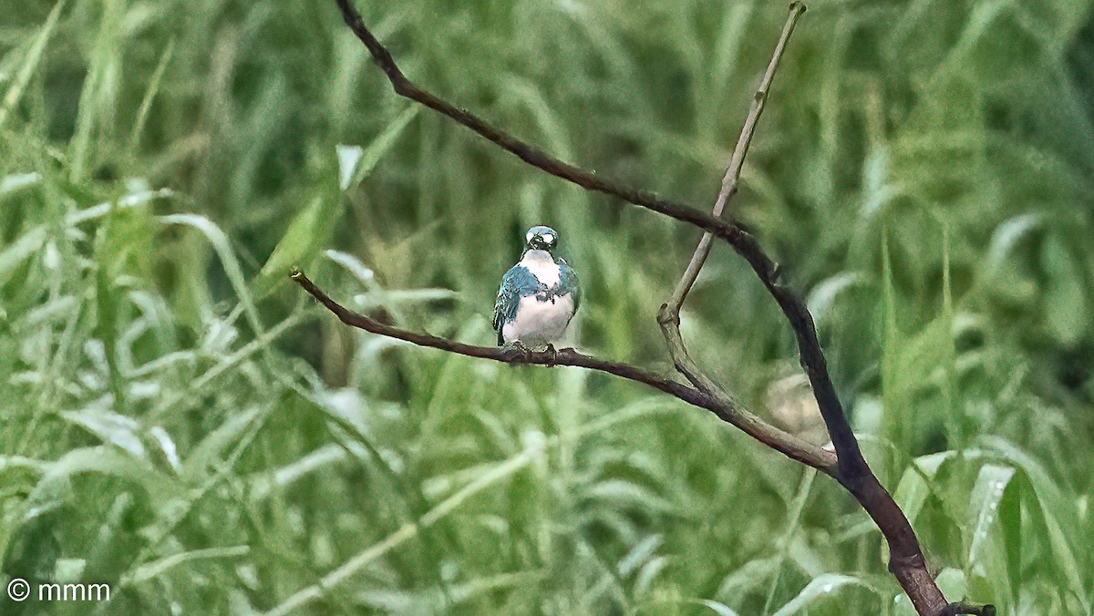 Small Blue Kingfisher - ML622058155