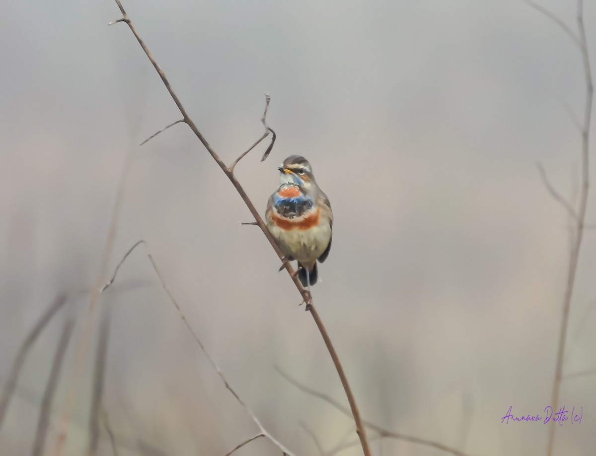 Bluethroat - ML622058157