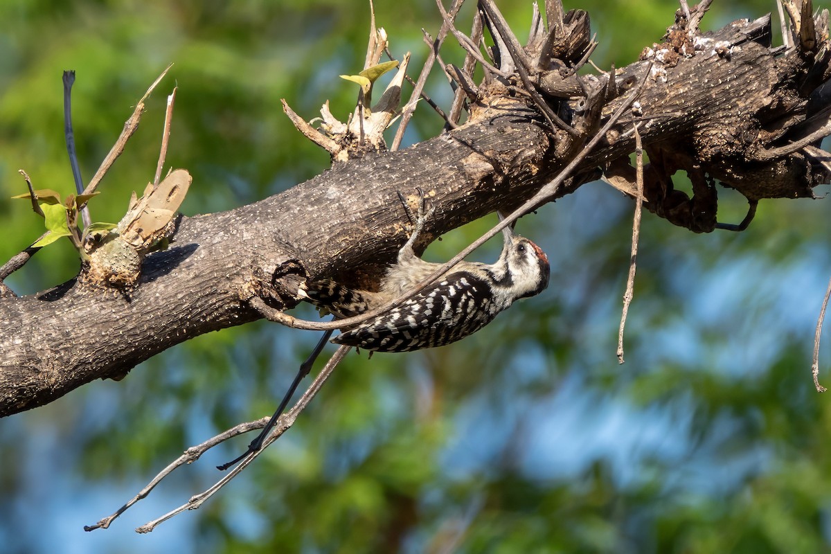 Freckle-breasted Woodpecker - ML622058158