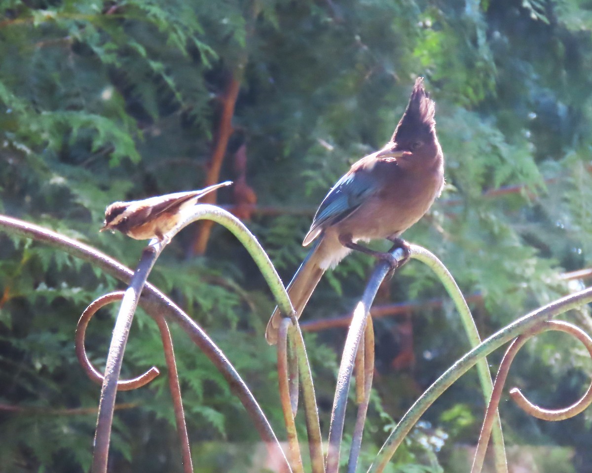 Steller's Jay (Coastal) - ML622058159