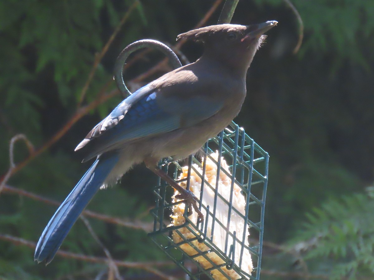 Steller's Jay (Coastal) - ML622058160