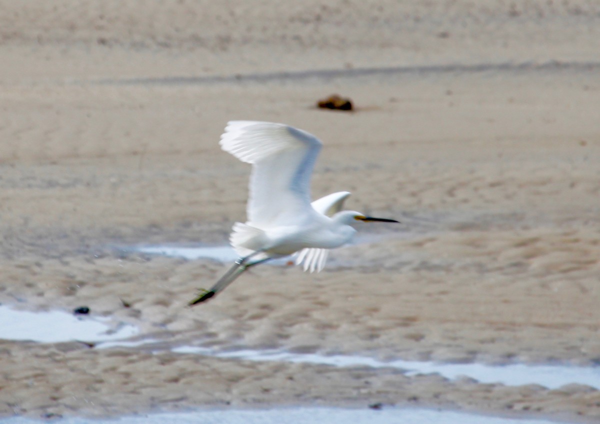 Little Egret - Bruce Roubin