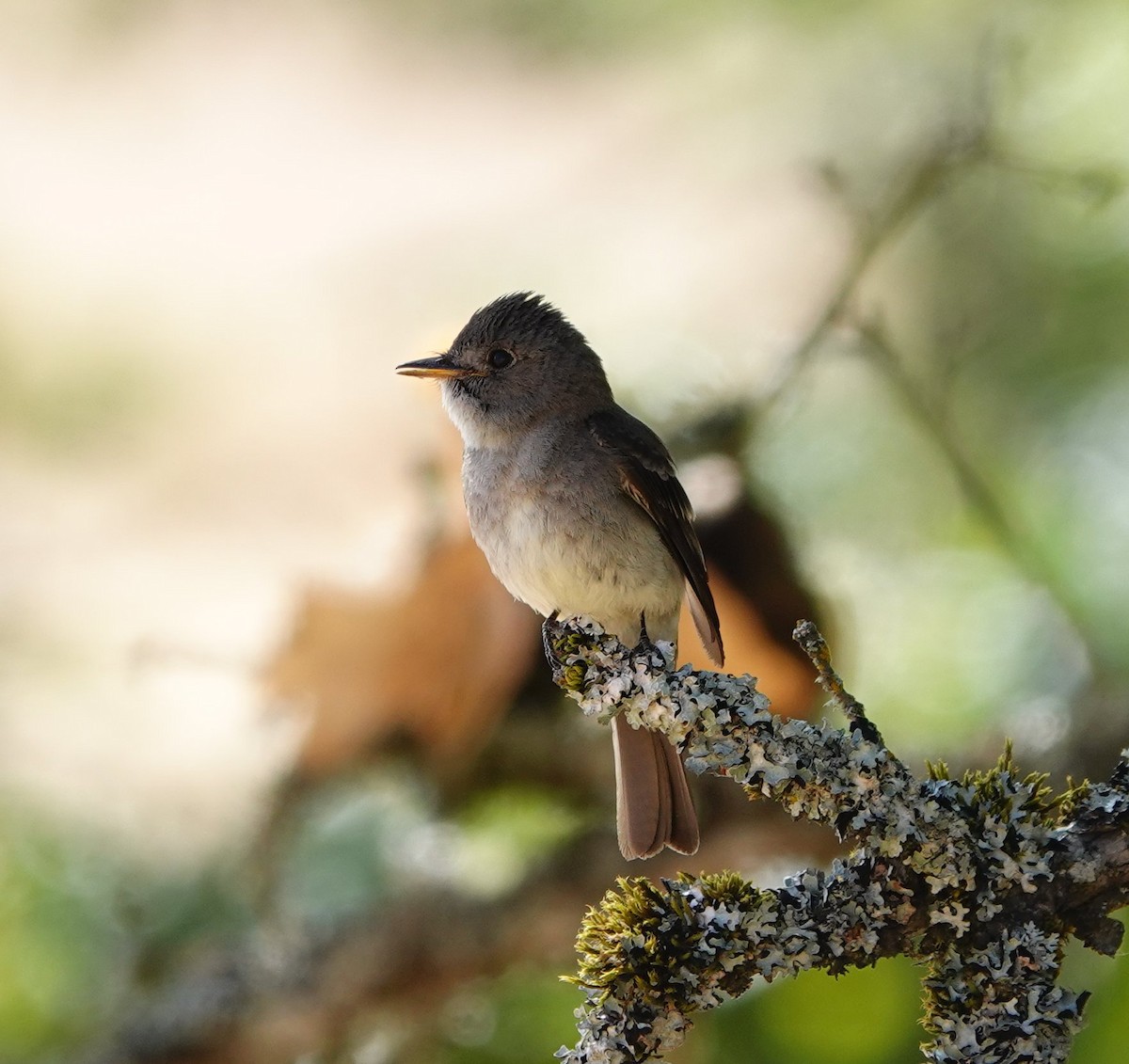 Western Wood-Pewee - ML622058164